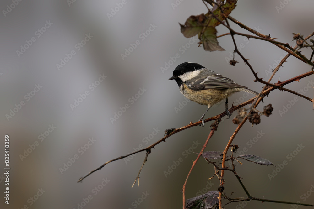 Obraz premium Coal Tit (Periparus ater) perched on a barren branch in misty fog
