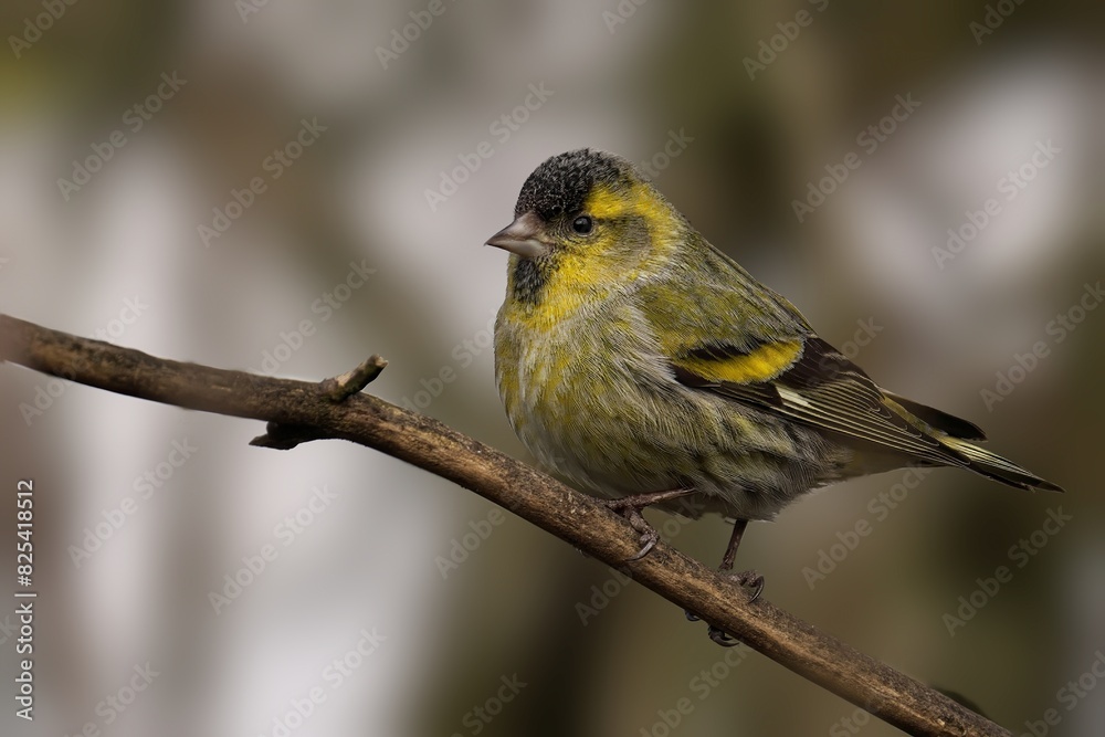 Fototapeta premium Yellow siskin bird perching on tree branch