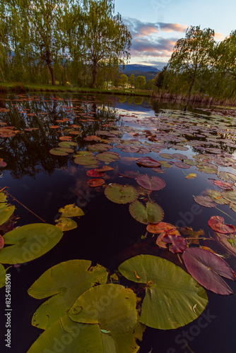Lilie wodne w Stawach Podgórzyńskich - Dolny Śląsk © krzys ser
