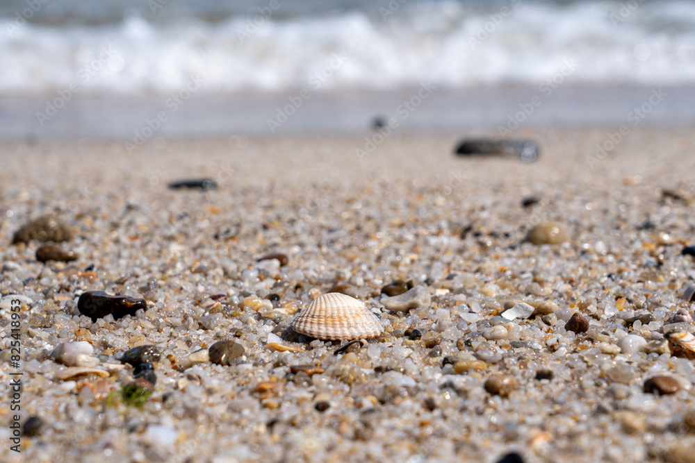 Seashell and pebbles scattered on a sandy beach shore Seashell and pebbles scattered on a sandy beach shore