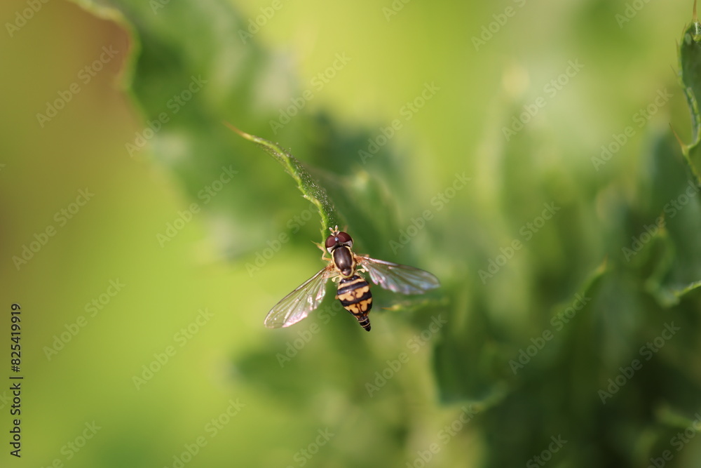 Close-up of a hoverfly resting on vibrant green leaves Close-up of a hoverfly resting on vibrant green leaves