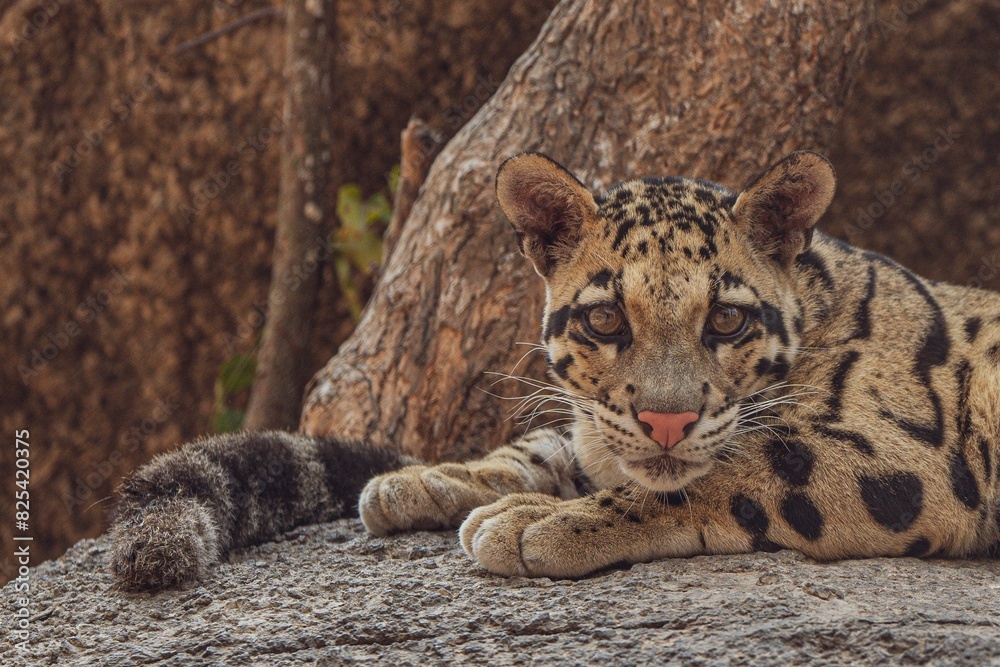 Obraz premium the jaguar is resting on top of a rock in the woods
