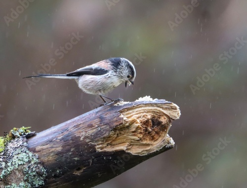 Tailed tit eating perched on a tree branch in the rain photo