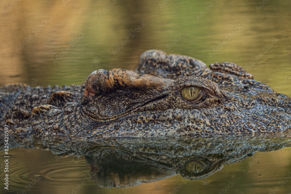 Closeup shot of an alligator's head submerged in lake water Closeup shot of an alligator's head submerged in lake water
