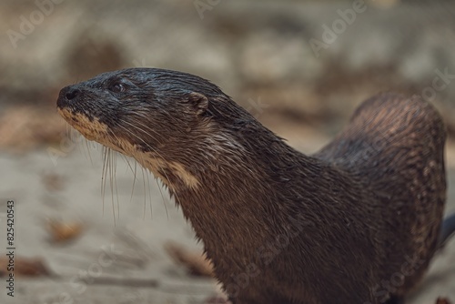 Close-up shot of an adorable wet otter