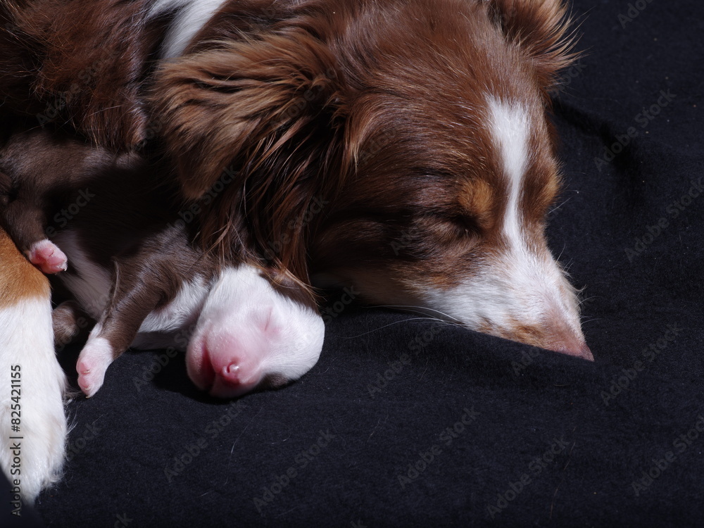 Six days old puppies Six days old puppies