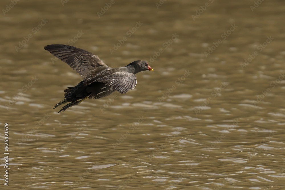 Fototapeta premium Moorhen flying above the water