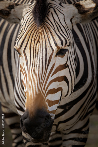 Closeup of a Zebra in outdoor zoo habitat