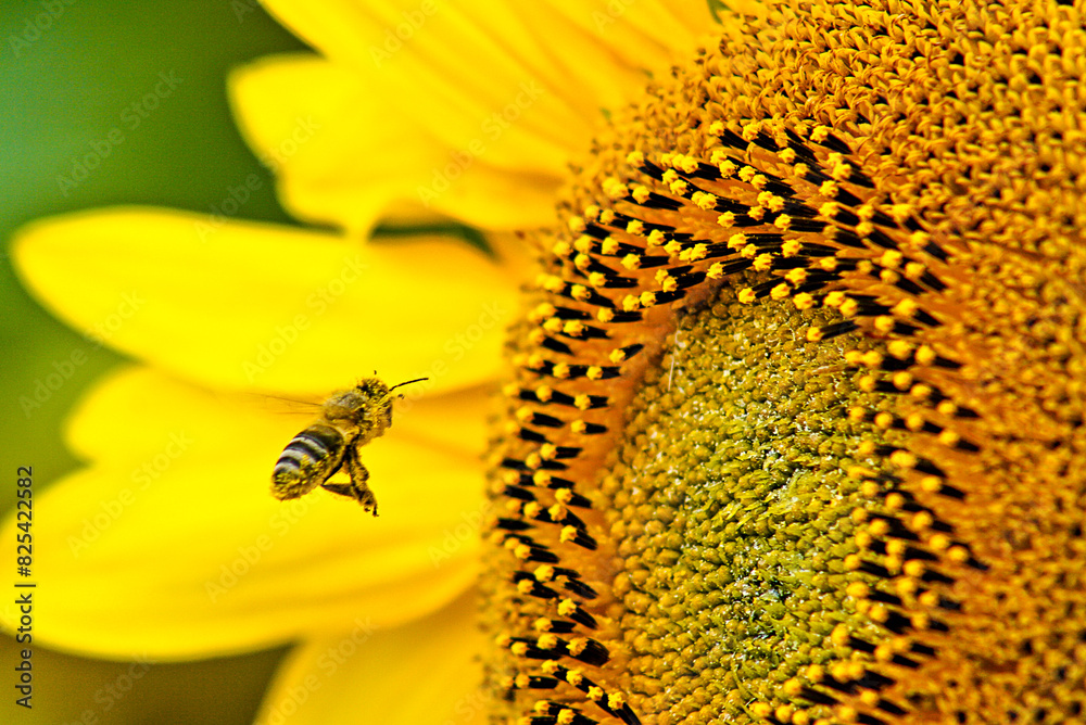 the bee is walking towards the yellow sunflower close up the bee is walking towards the yellow sunflower close up