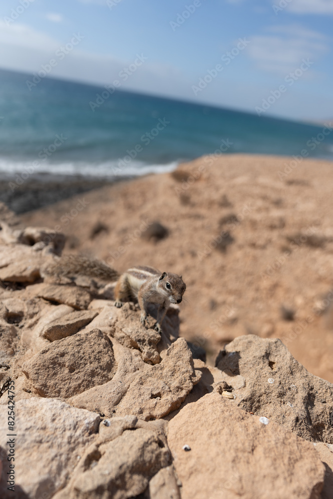 Chipmunk perched on the rocks near the shoreline with a view of the open ocean. Chipmunk perched on the rocks near the shoreline with a view of the open ocean.