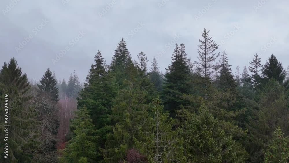 Top down shot of a foggy forest with different types of trees in UK Top down shot of a foggy forest with different types of trees in UK