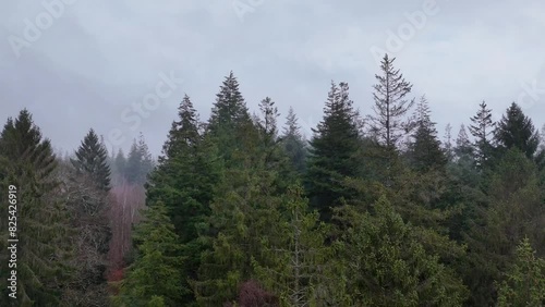 Wallpaper Mural Top down shot of a foggy forest with different types of trees in UK Torontodigital.ca