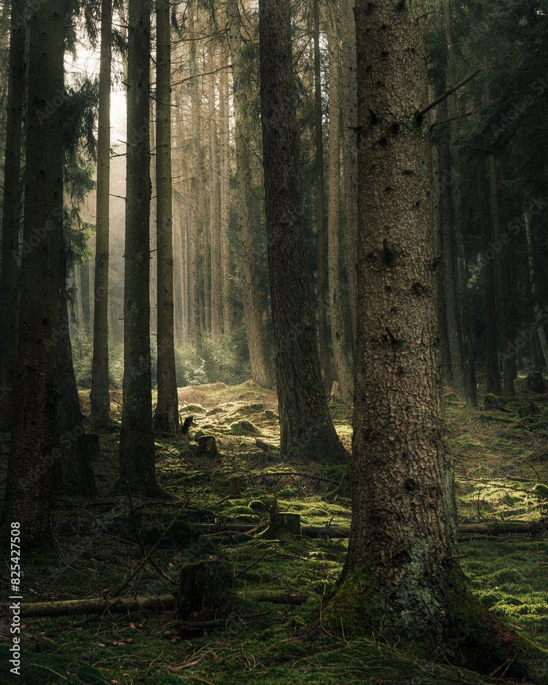 Fototapeta premium Sunlight filtering through moss-covered trees
