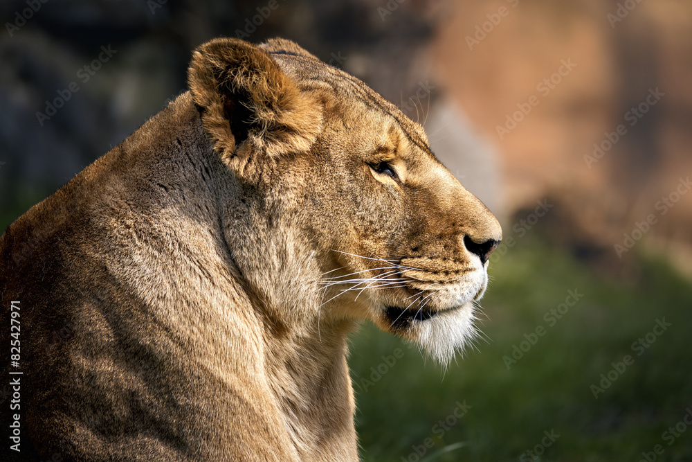 Lion in tall grass gazing intently at something in the distance. Lion in tall grass gazing intently at something in the distance.