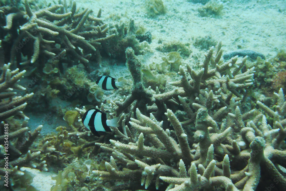 Scenic view of fish gliding above a vibrant coral reef at Tumon Beach, Guam, USA Scenic view of fish gliding above a vibrant coral reef at Tumon Beach, Guam, USA