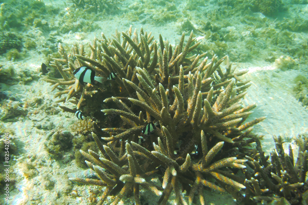 Obraz premium Scenic view of fish gliding above a vibrant coral reef at Tumon Beach, Guam, USA