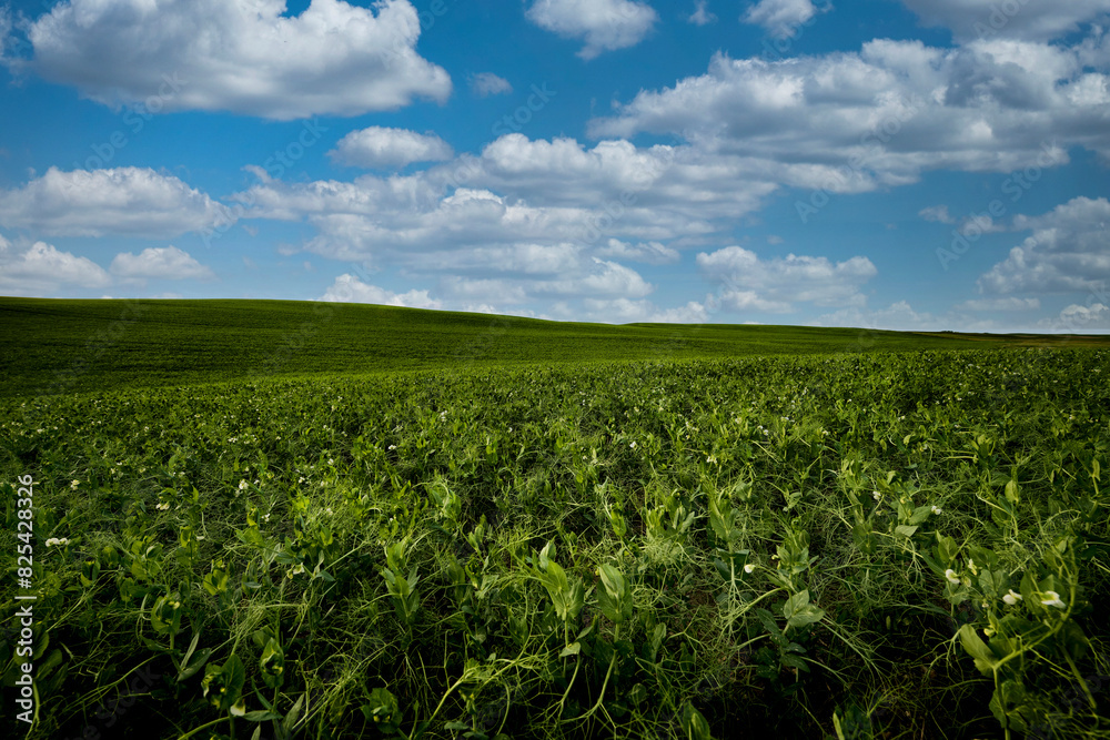 Vibrant image of a lush pea field