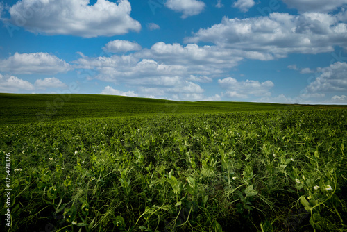Vibrant image of a lush pea field