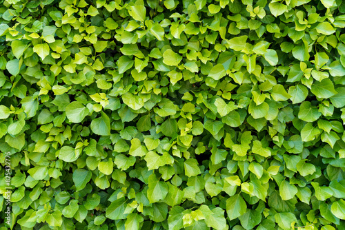 Wallpaper Mural Close Up of a Green Ivy Wall Torontodigital.ca