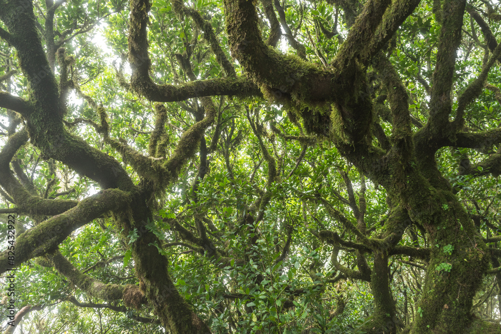 Trees in Fanal Laurel Forest