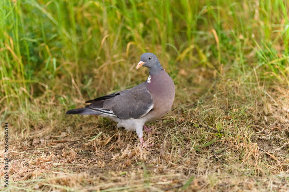 Gołąb grzywacz idący po trawie