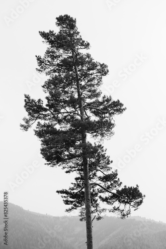 Alone tree on hill.