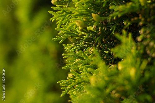 Close Up of Lush Green Leaves on a Tree
