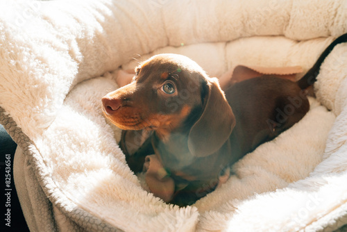 Puppy laying in a fur-lined dog bed. 