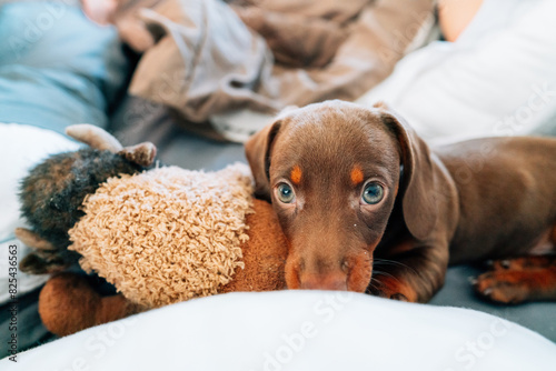 Puppy playing with a stuffed animal.  photo