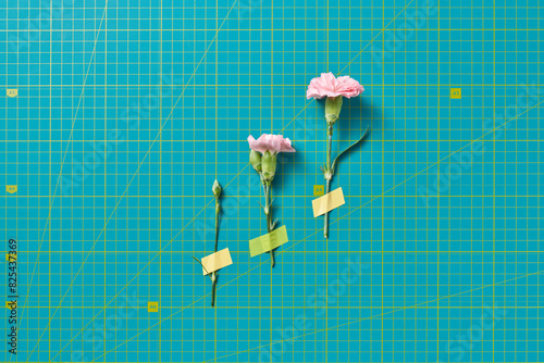 Three pink chrysanthemums taped to surface with cutting mat texture