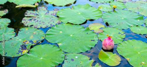 Lotus pond. Water lily close up. Sacred lotus flower in Buddhism. Calmness and tranquility. Spa treatments, yoga, meditation. Tropical nature. photo