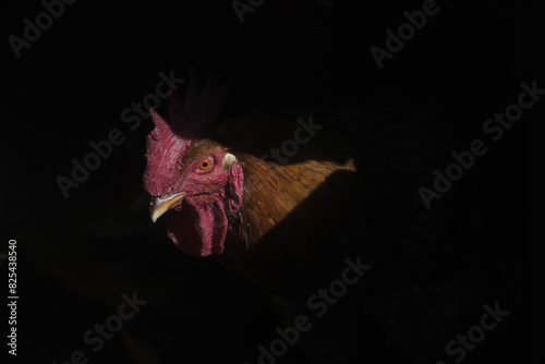 Contrats Shot of a Rooster at Dawn Inside a Barn photo