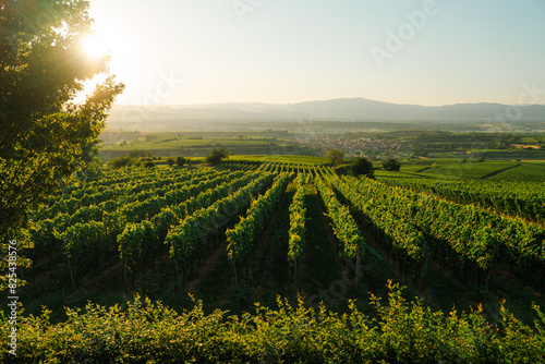Serene view of vineyards in summer  photo