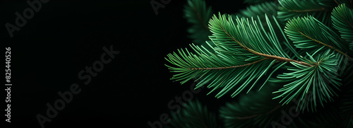 close op of green pine needles against a black background