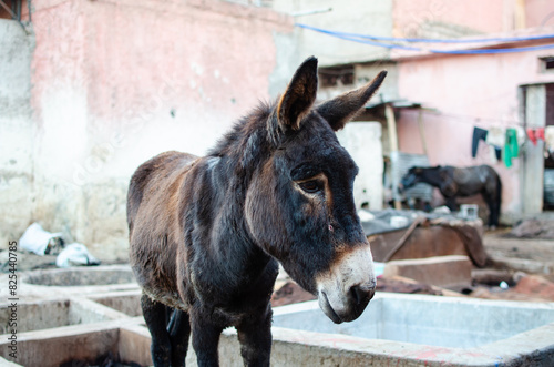 Marrakech