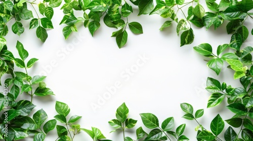 Green Leaf Frame on White Background