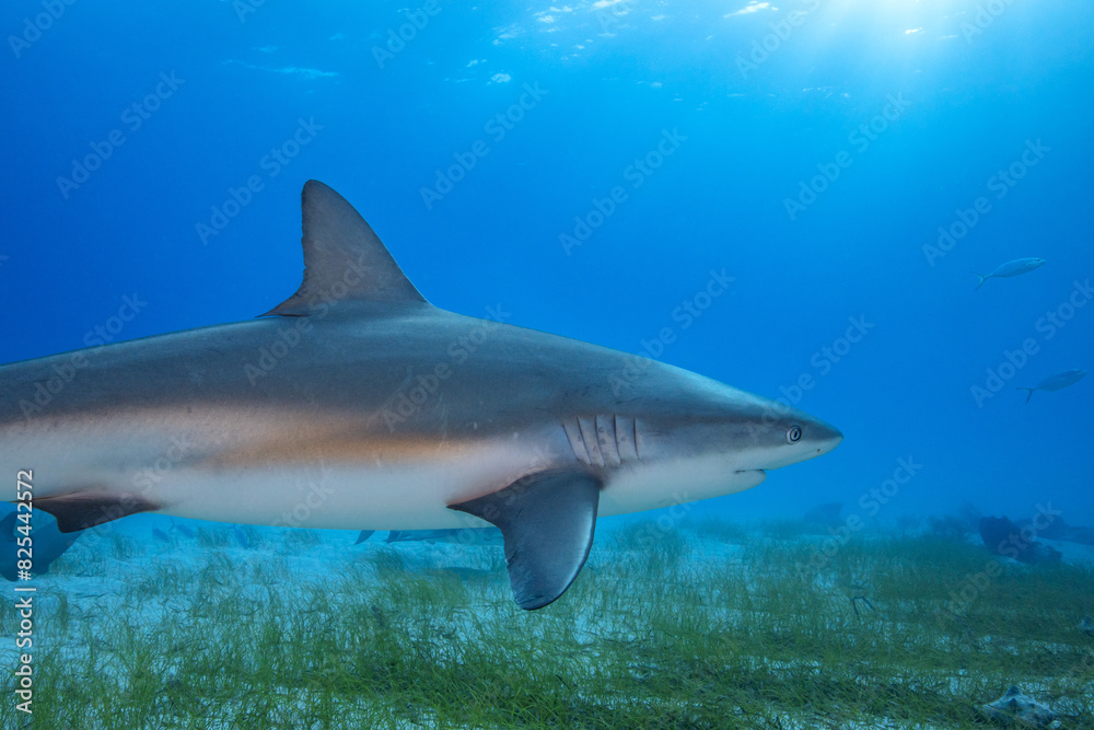 Fototapeta premium Sharks Underwater