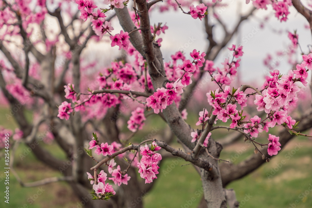 Delicate Peach Blooms