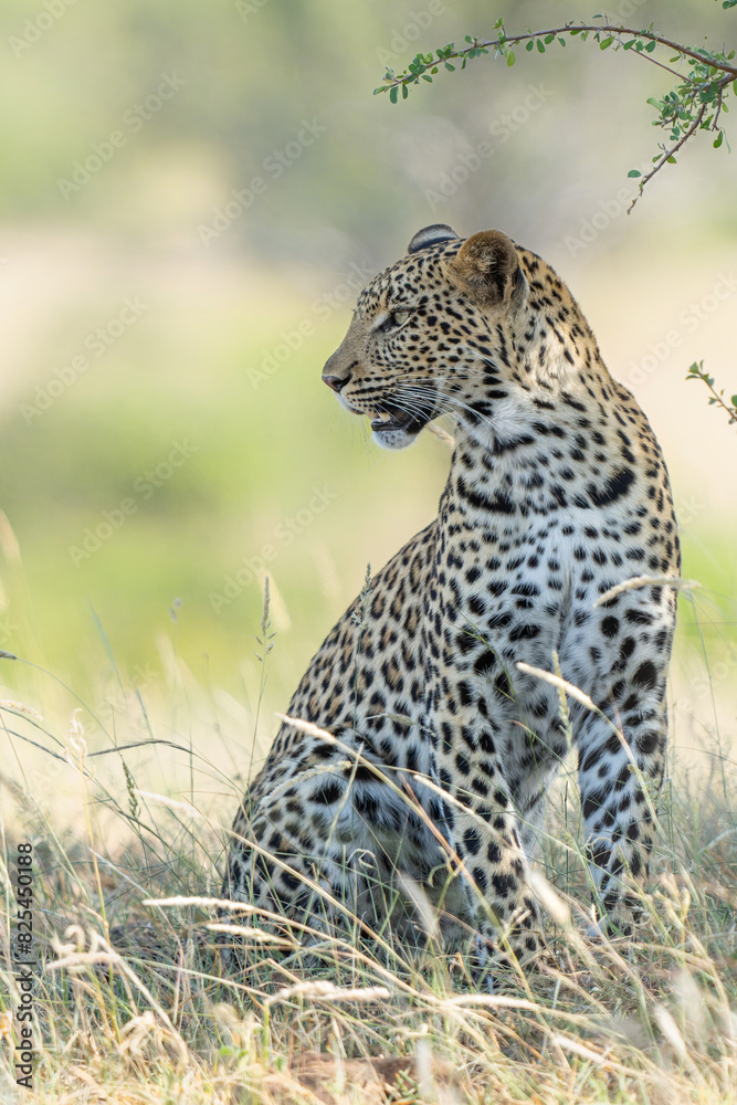Fototapeta premium Leopard (Panthera Pardus) hanging around and searching for food in Mashatu Game Reserve in the Tuli Block in Botswana