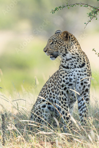 Leopard (Panthera Pardus) hanging around and searching for food in Mashatu Game Reserve in the Tuli Block in Botswana 