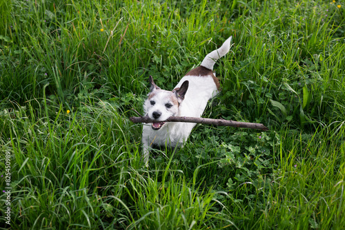 Dog playing in the grass photo