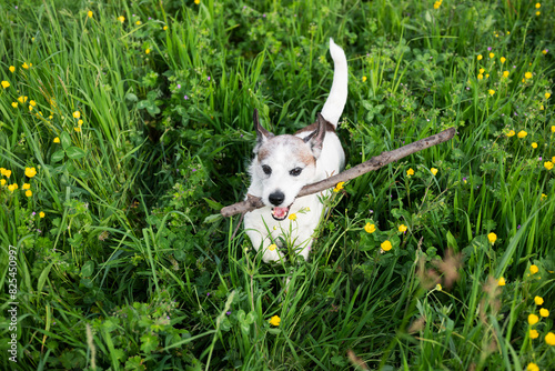Dog playing in the grass