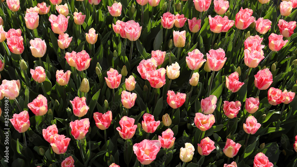 Looking down on pink tulips