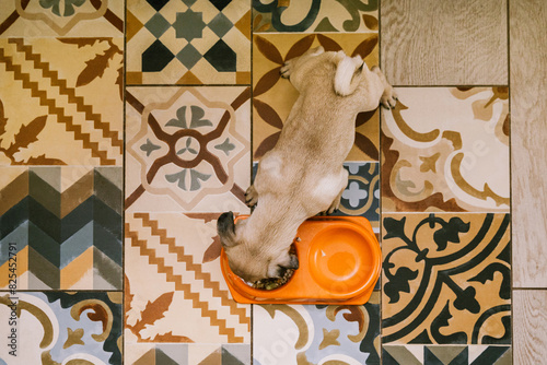 Puppy Eating From Orange Bowl on Patterned Floor photo