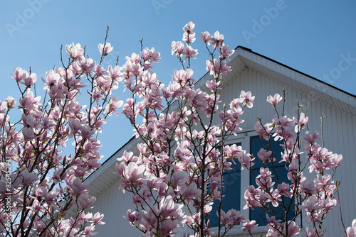 Blooming Magnolia fLowers agains House photo