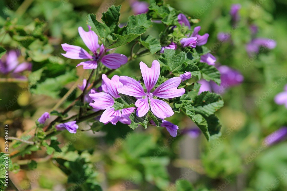 Pink flowers of Malva sylvestris in a meadow on a blurred background
Pink flowers of Malva sylvestris in a meadow on a blurred background