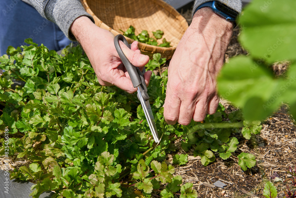 Fresh coriander being harvested from garden Fresh coriander being harvested from garden