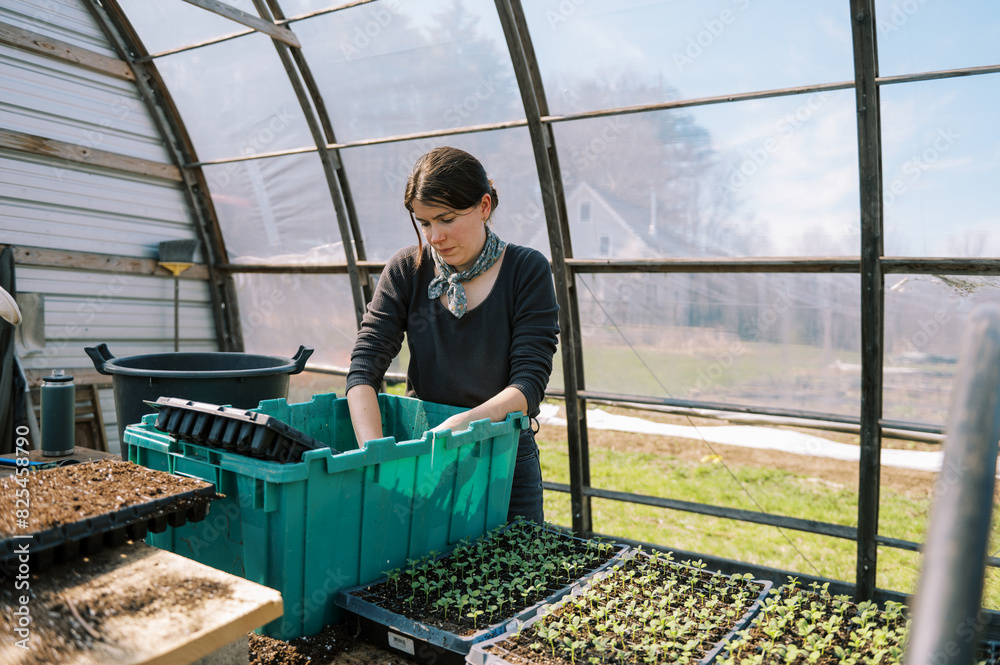 Farmer prepping seedling trays in her greenhouse Farmer prepping seedling trays in her greenhouse