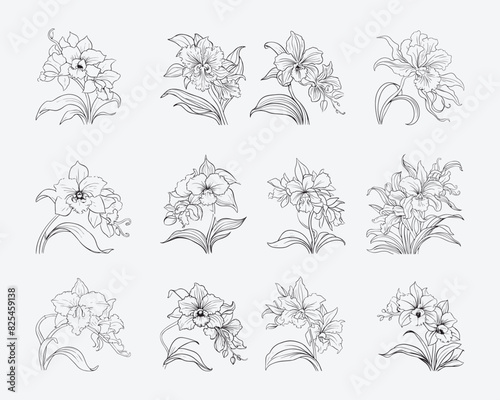 Drawing orchid Sketch Editable flowers and leaves clipart. Vector illustration