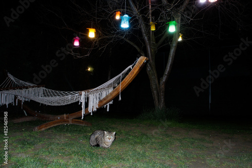 cat sits on the lawn at night photo